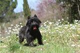 CAIRN TERRIER 095